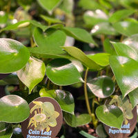 Pepperomia Rain Drop/Coin Leaf - Greener Corner