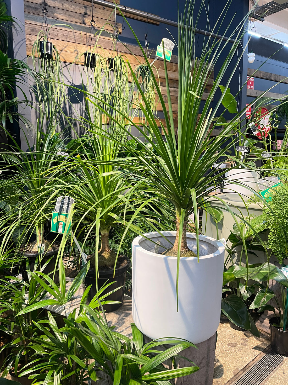 Pony tail palm.