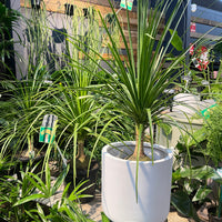 Pony tail palm.