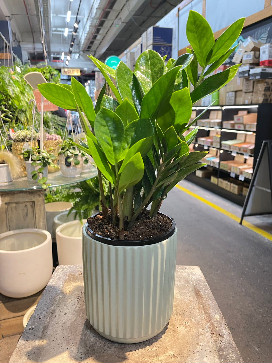 Zanzibar Gem (Zz Plant)
