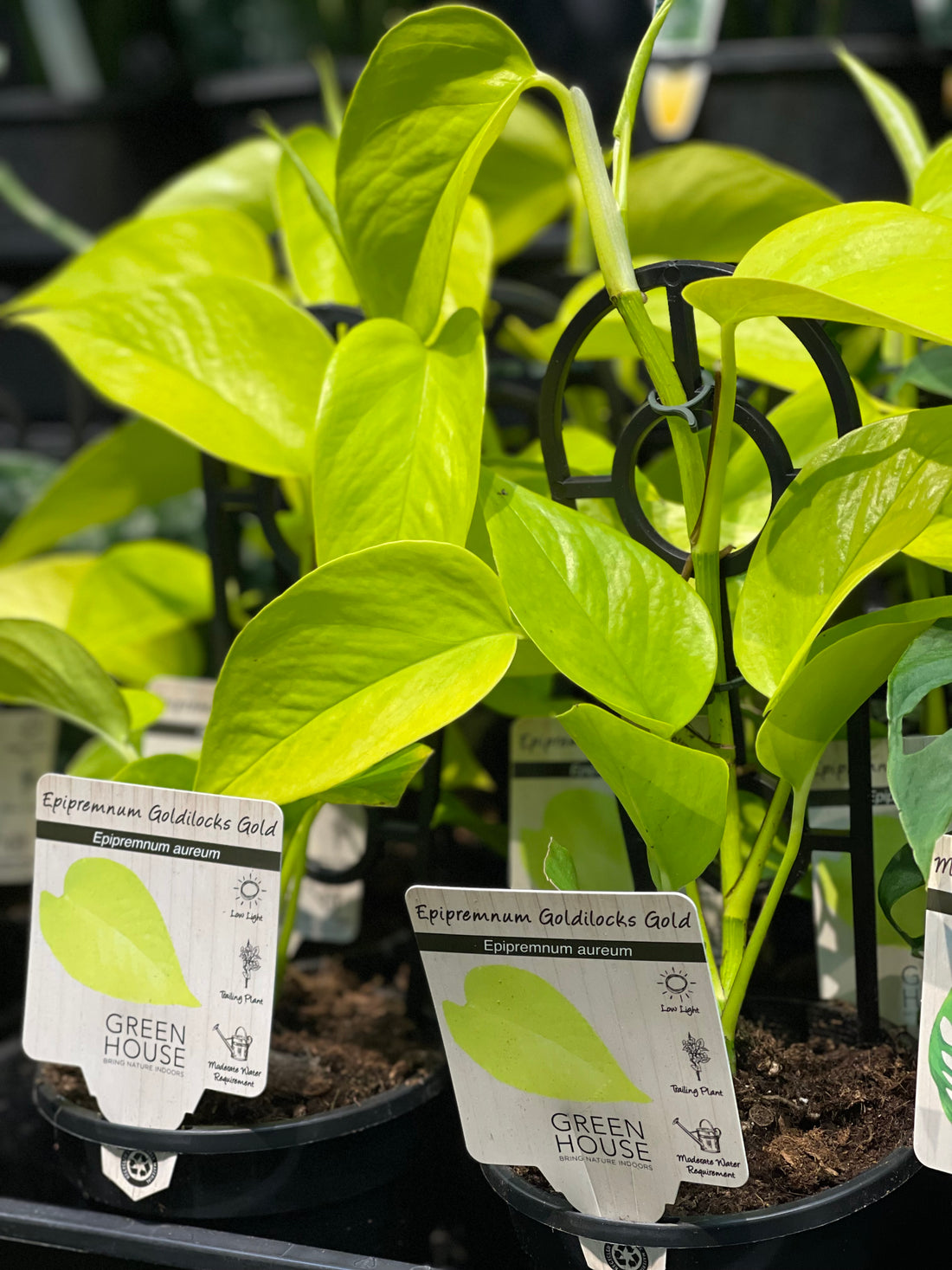 Epipremnum aurem Goldilocks Gold - Greener Corner