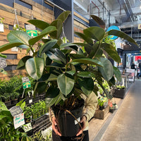 Burgundy Rubber Plant.