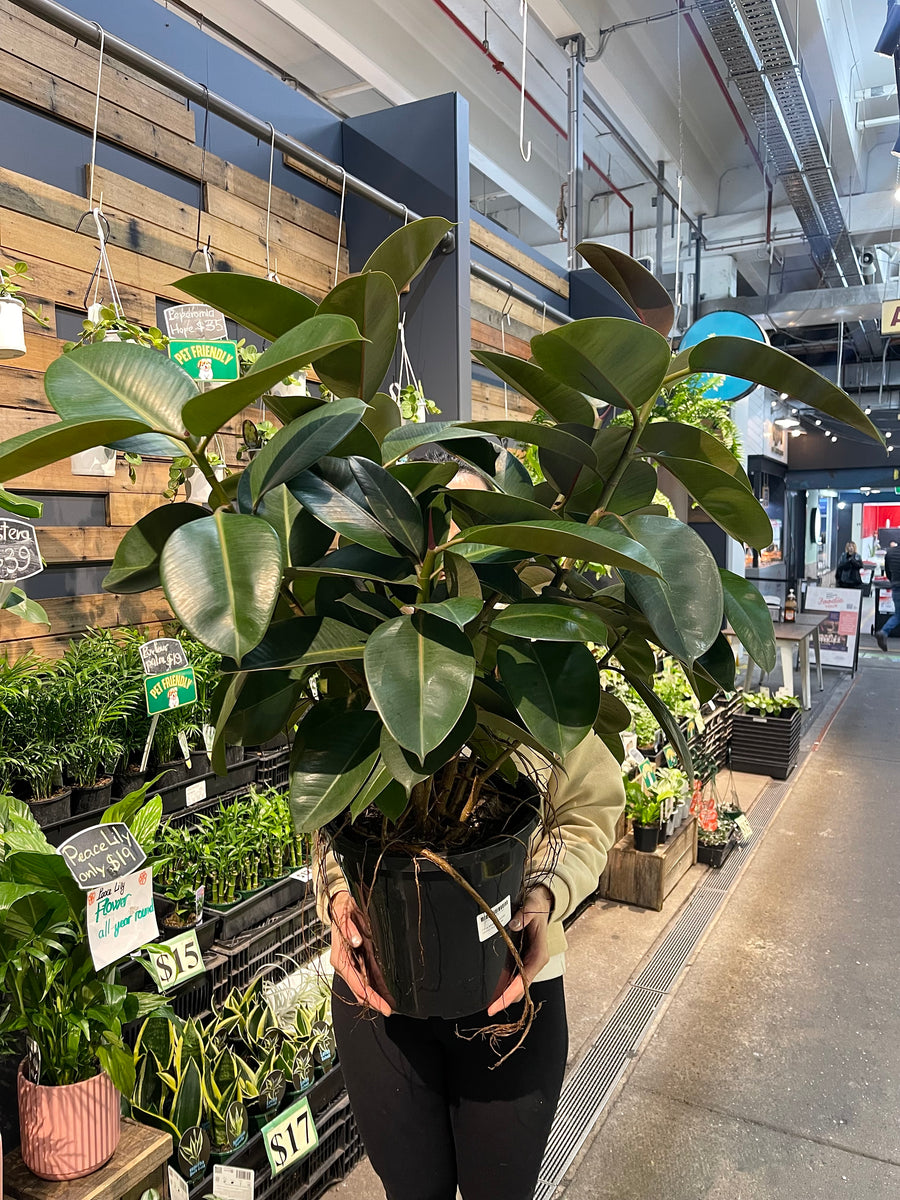 Burgundy Rubber Plant.