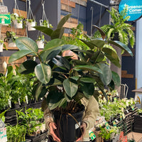 Burgundy Rubber Plant.