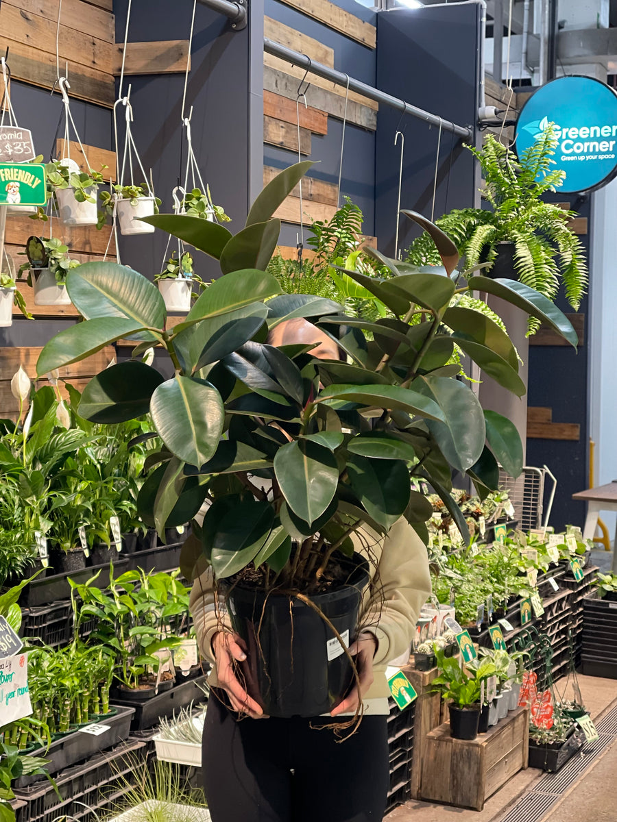 Burgundy Rubber Plant.