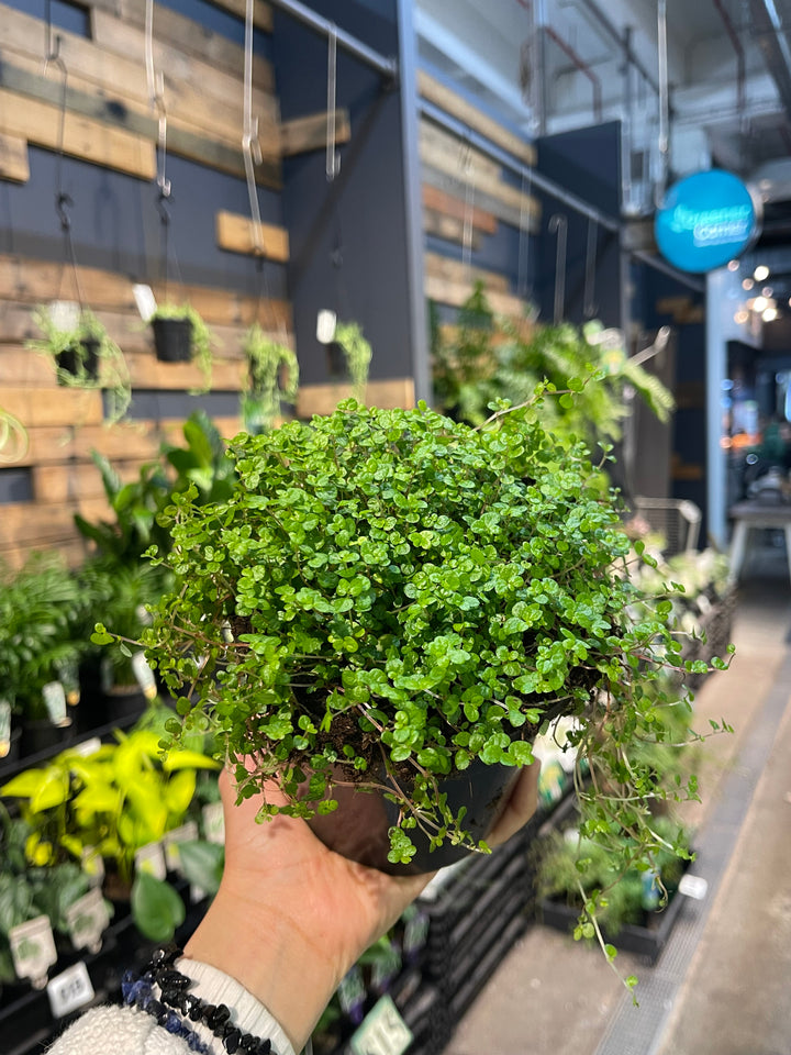 Soleirolia soleirolii Baby Tears - Greener Corner