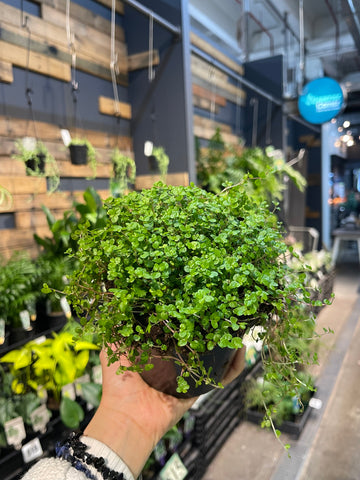 Soleirolia soleirolii Baby Tears - Greener Corner