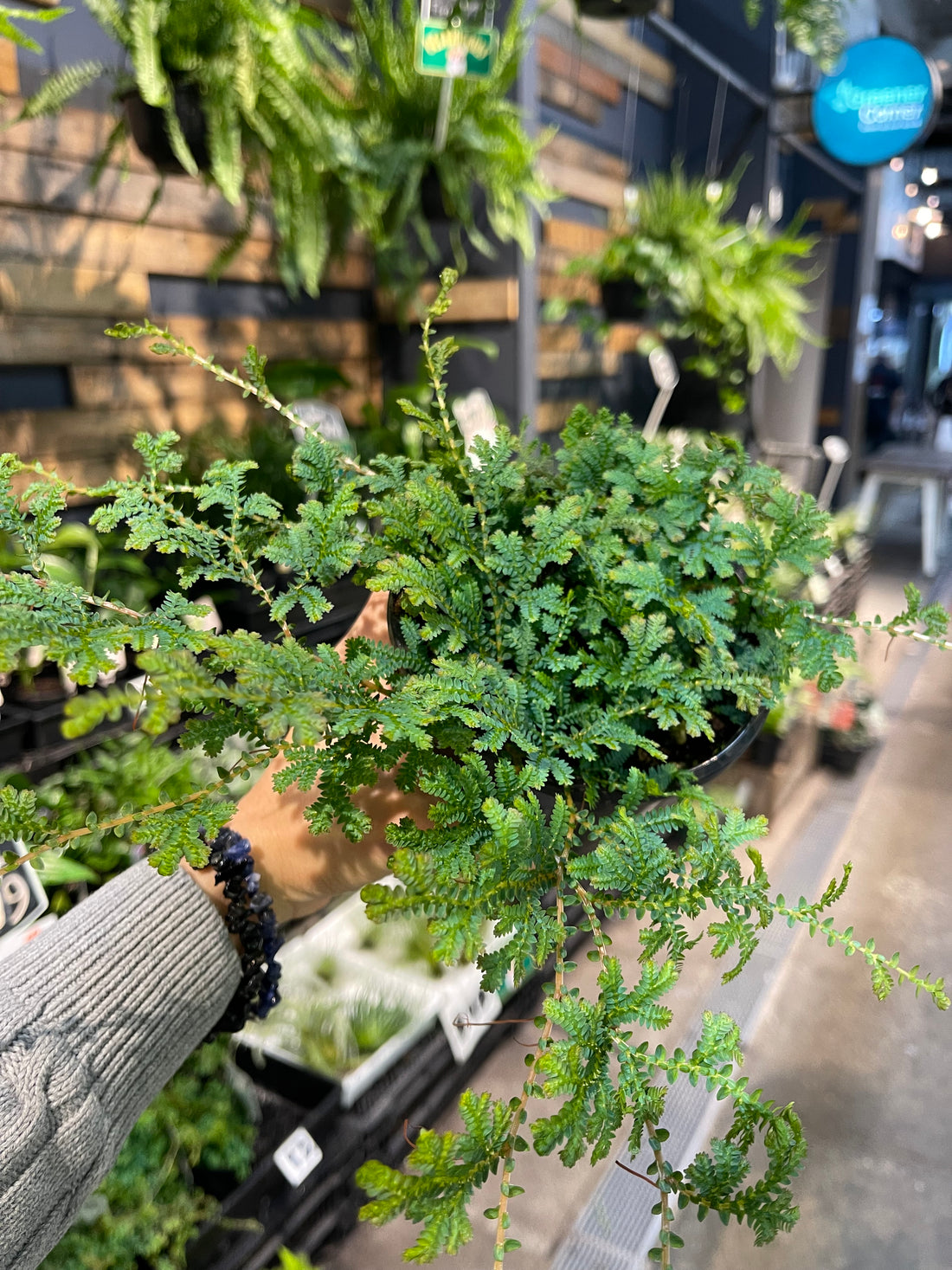 Selaginella Peacock Moss
