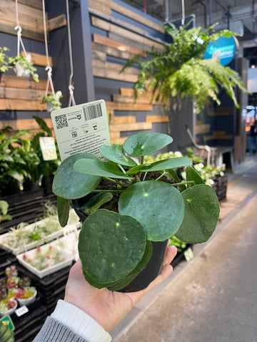 Chinese Money Plant