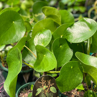 Chinese Money Plant - Greener Corner