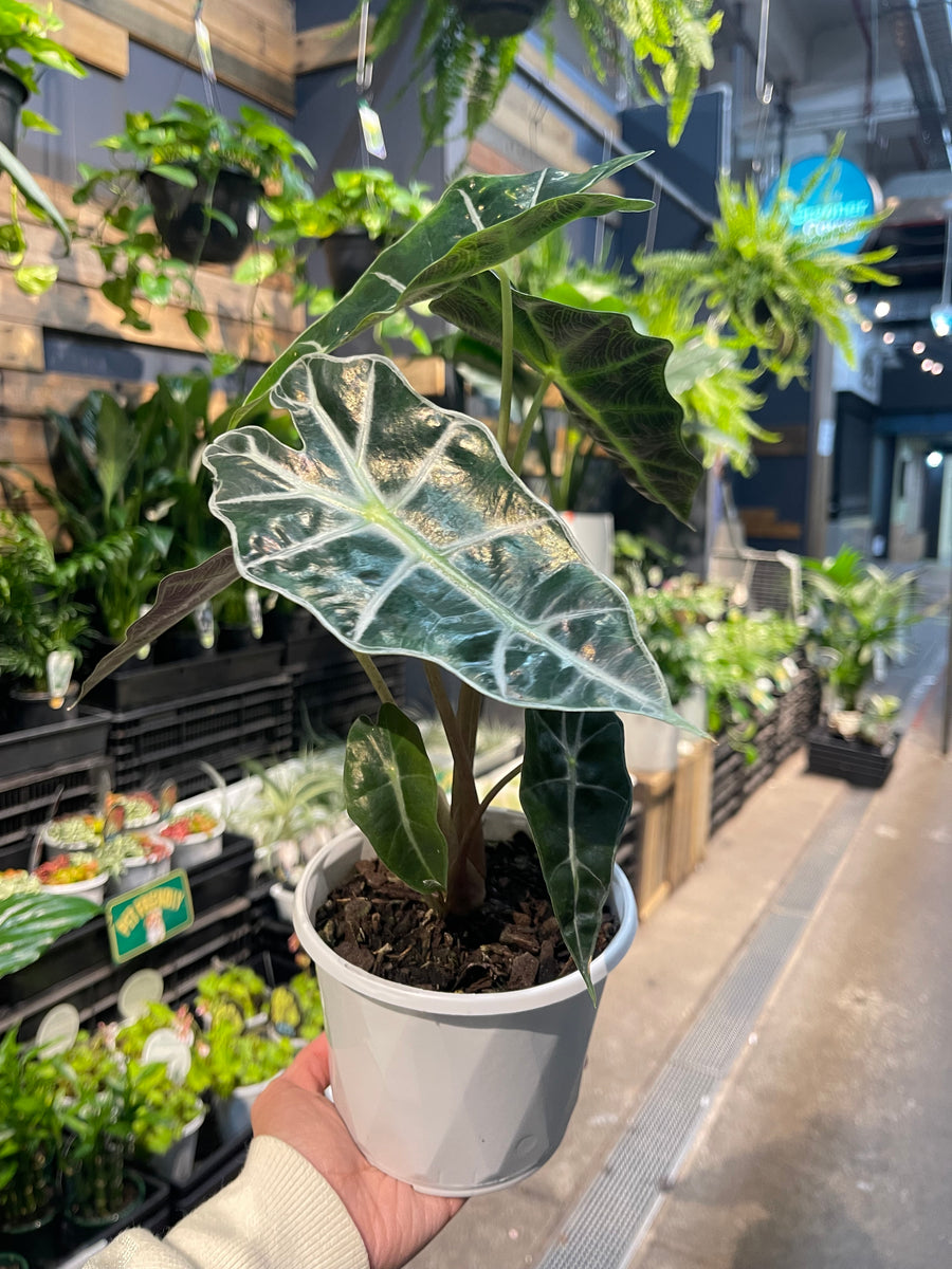 Alocasia African Mask (Amazonica) 170mm