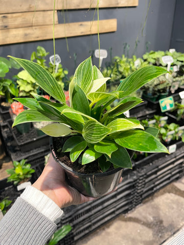 Philodendron Birkin