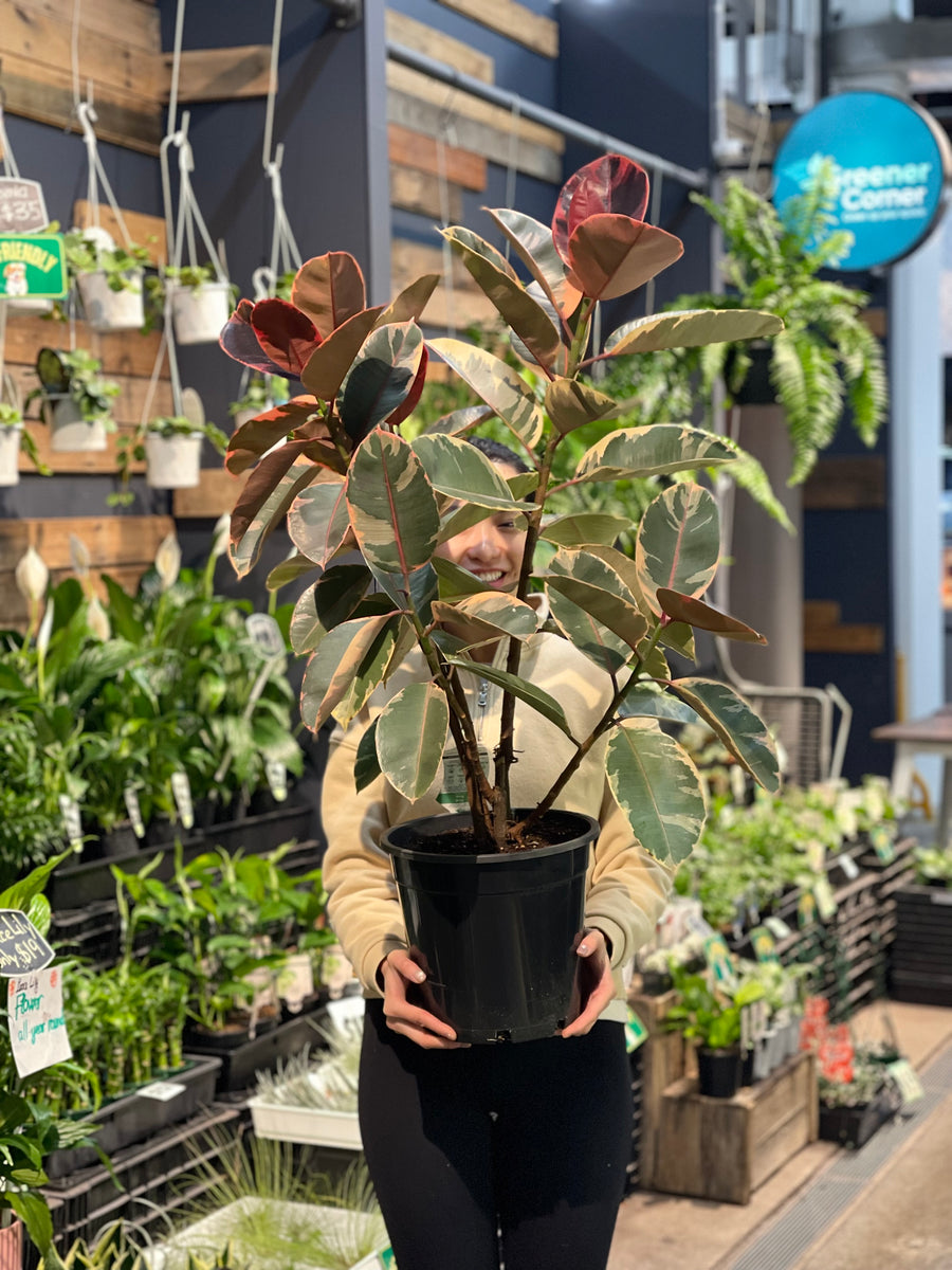 Ruby Ficus Elastica Rubber Plant 200mm.