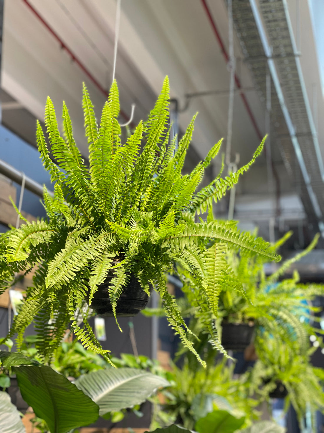 Boston Fern Nephrolepis Exaltata.