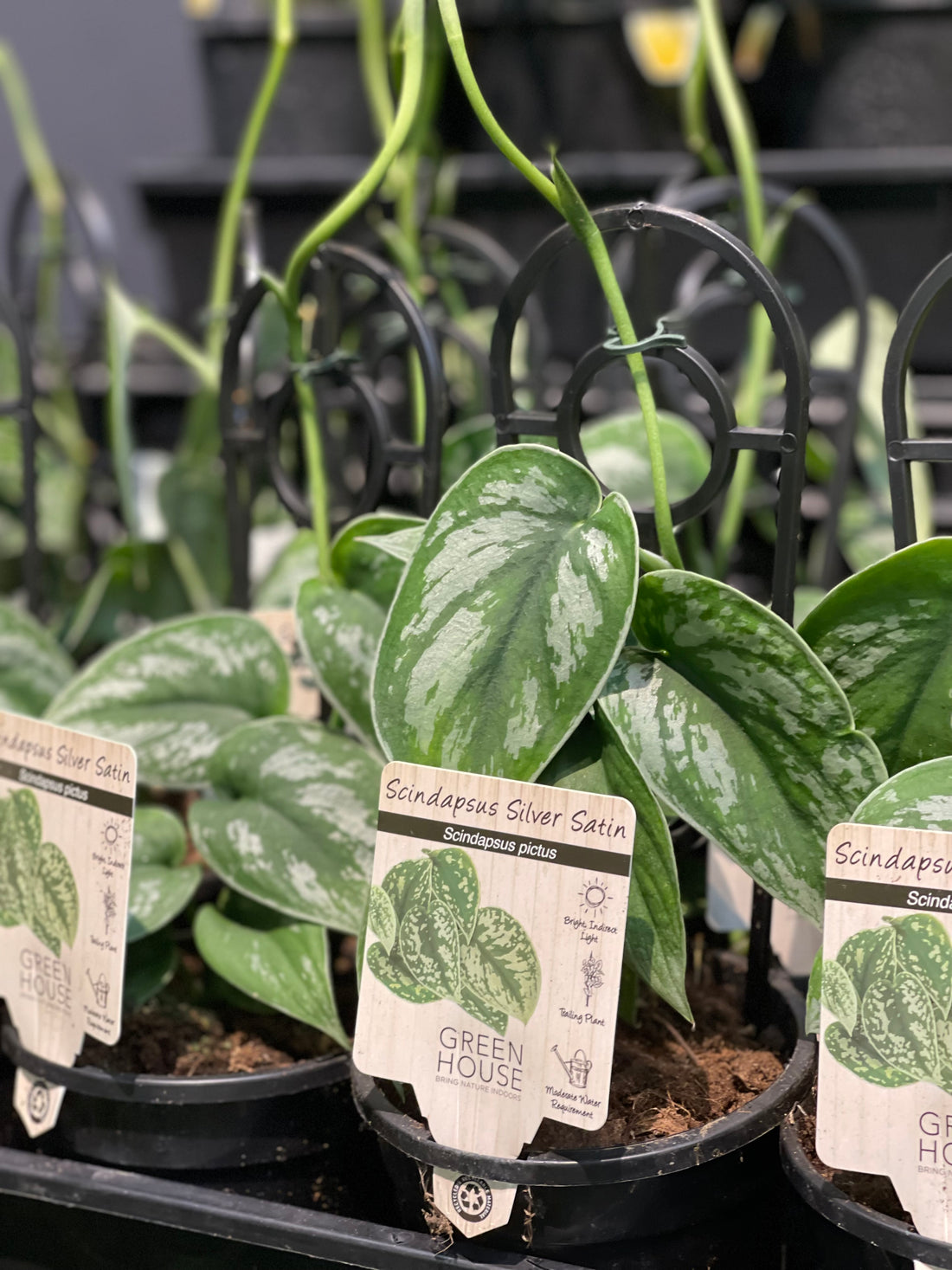 Scindapsus pictus Silver Satin - Greener Corner