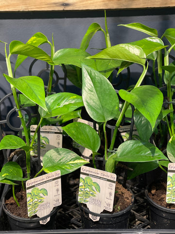 Epipremnum Devils Ivy