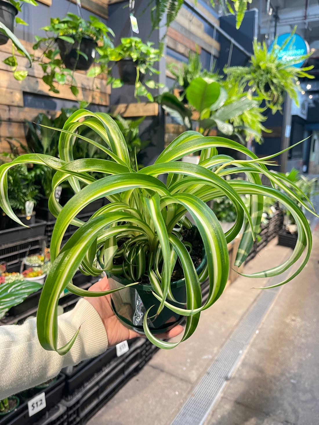 Spider Plant