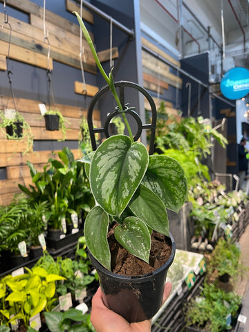 Scindapsus pictus Silver Satin - Greener Corner