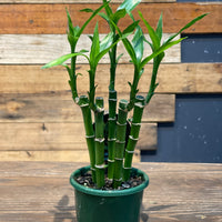 Lucky Bamboo (5-6 Stems) - Greener Corner