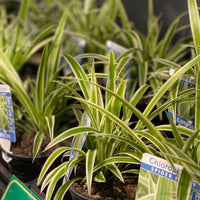 Chlorophytum comosum Spider Plant - Greener Corner