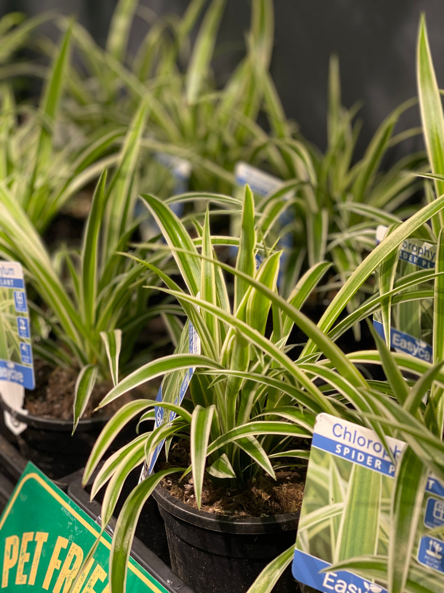Chlorophytum comosum Spider Plant - Greener Corner
