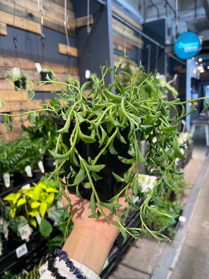 Senecio peregrinus Dolphin Plant - String of Dolphin - Greener Corner