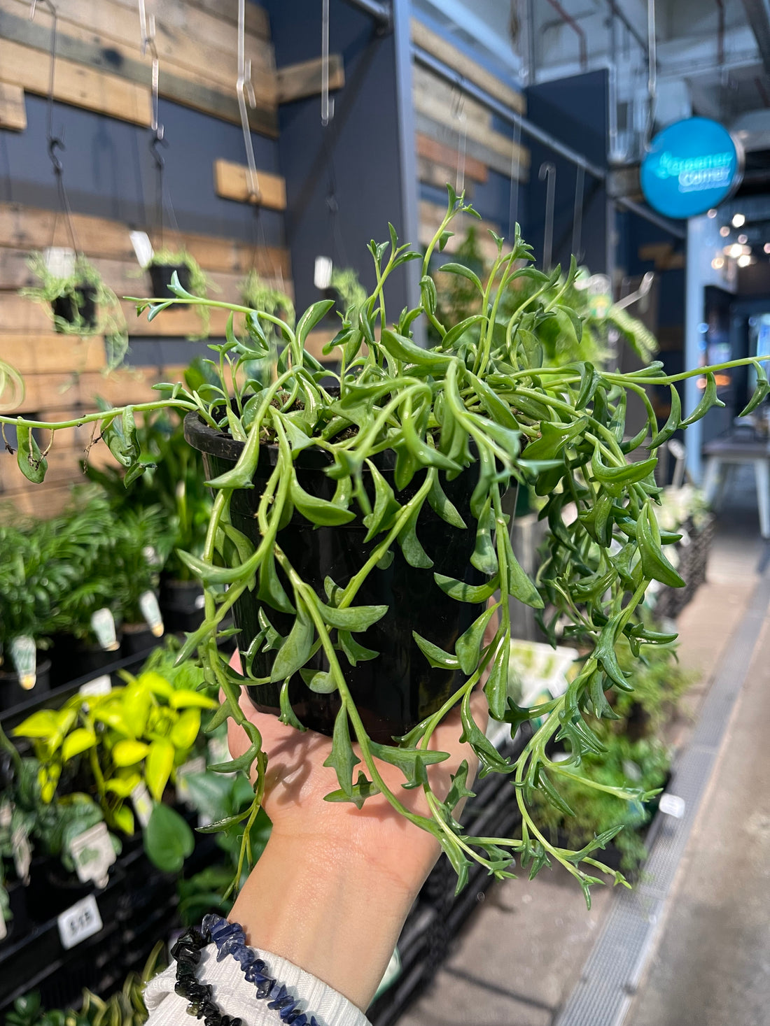 Senecio peregrinus Dolphin Plant - String of Dolphin - Greener Corner