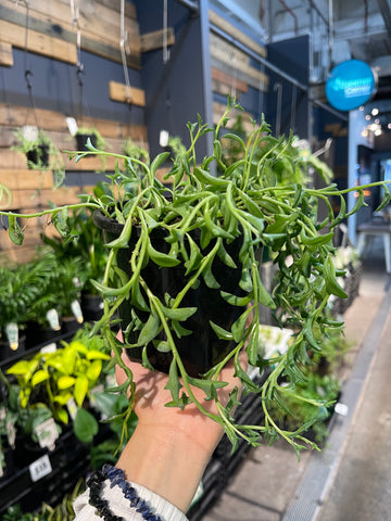 Senecio peregrinus Dolphin Plant - String of Dolphin - Greener Corner