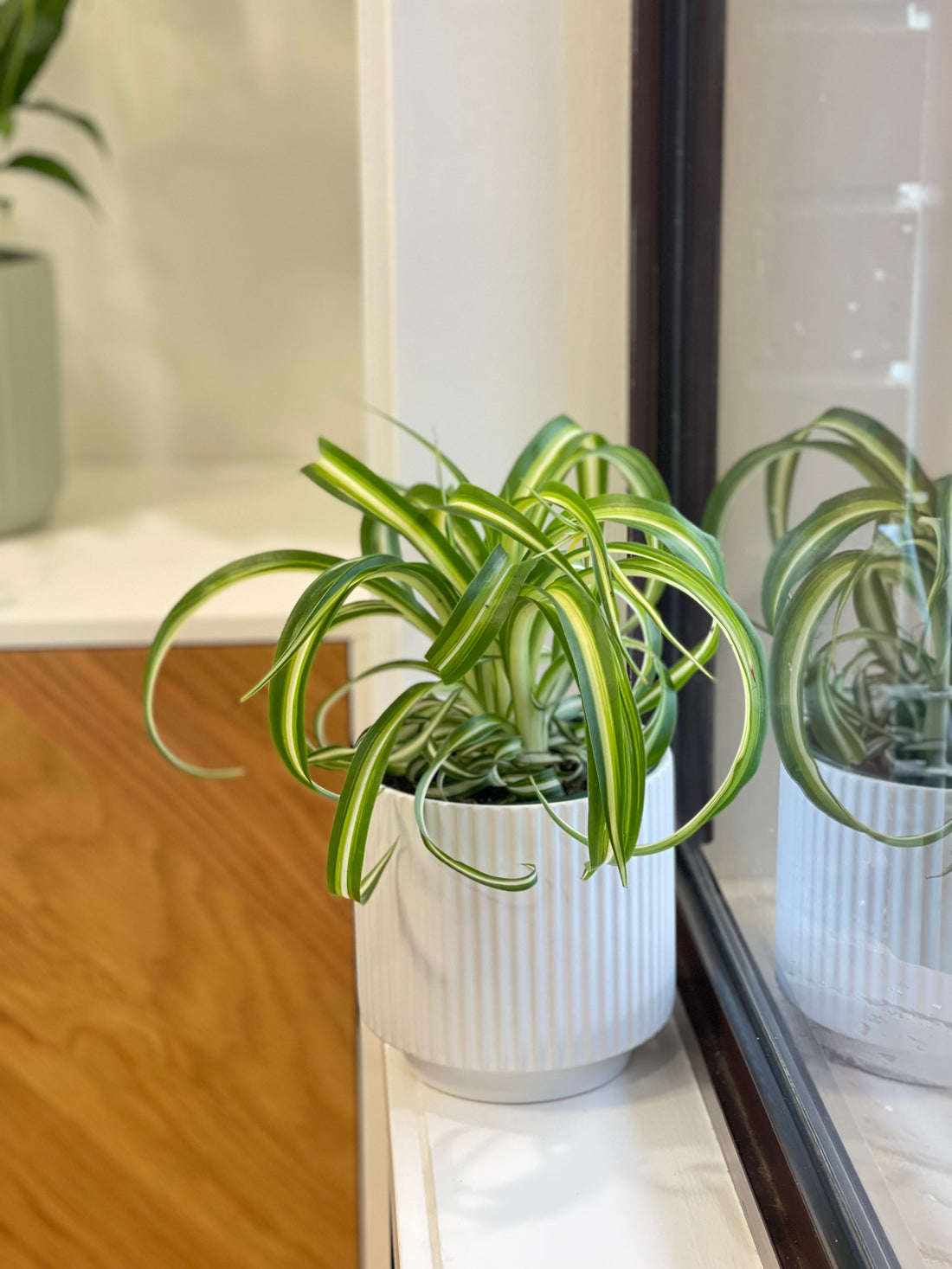 Spider Plant