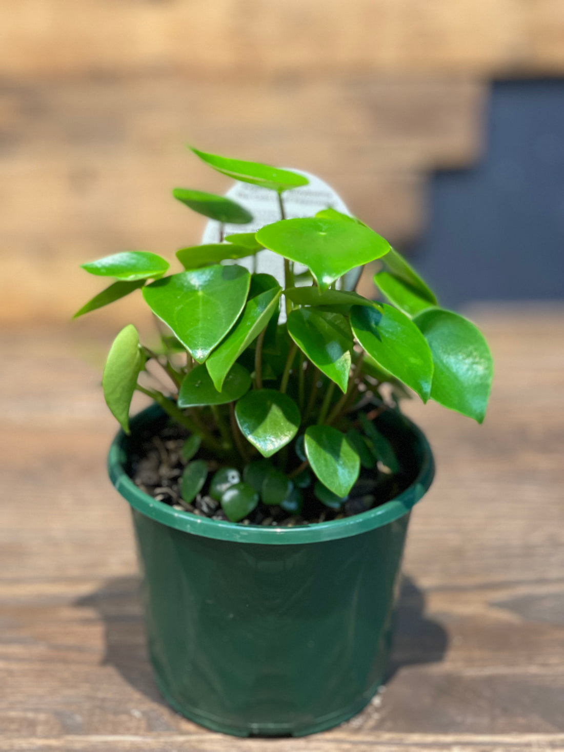 Pepperomia Rain Drop/Coin Leaf - Greener Corner