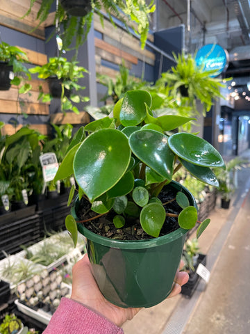 Pepperomia Rain Drop/Coin Leaf