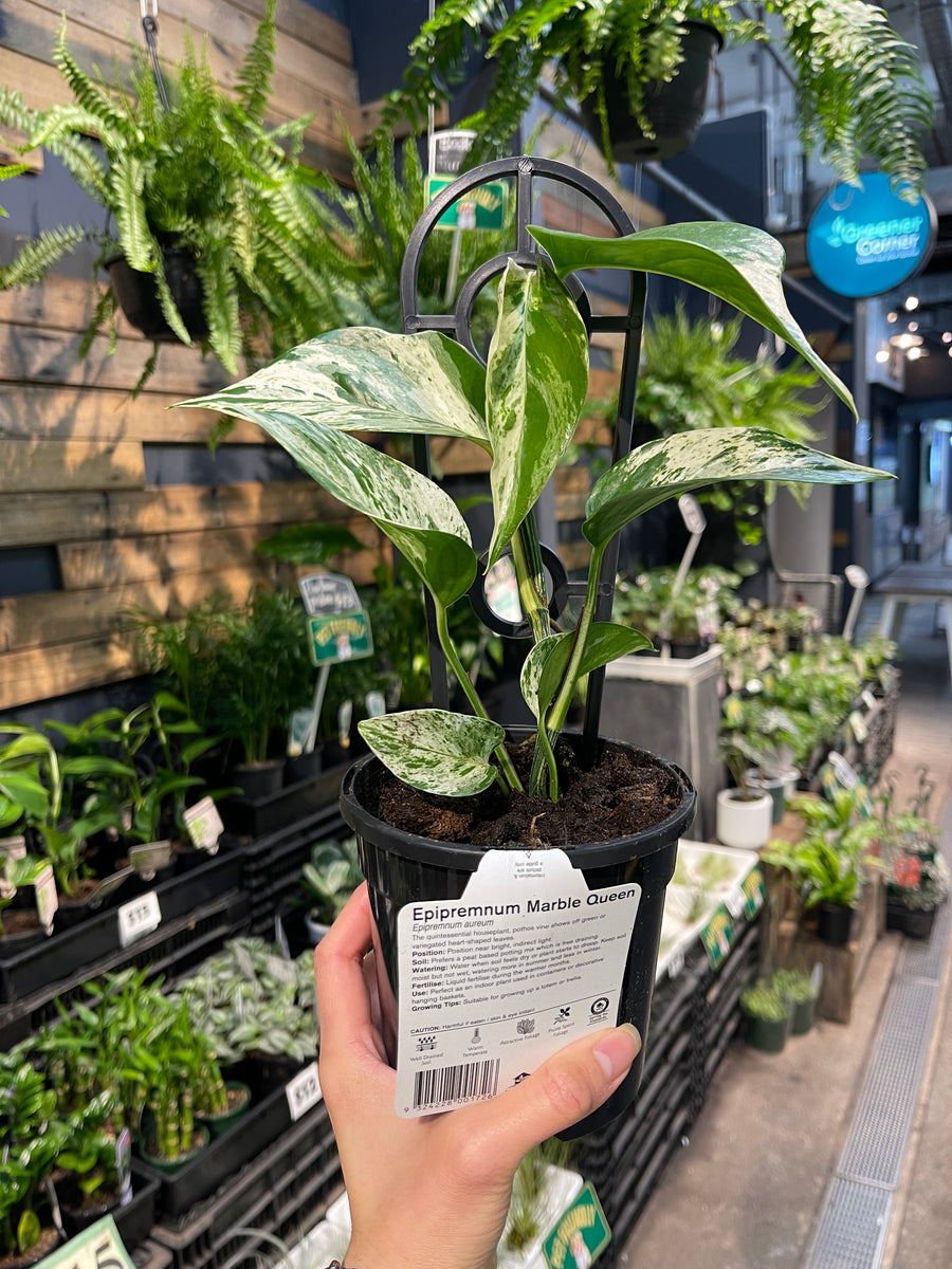 Epipremnum Marble Queen.
