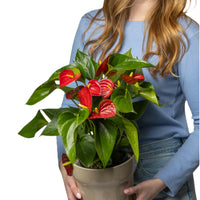 Flowering Red Anthurium 140mm