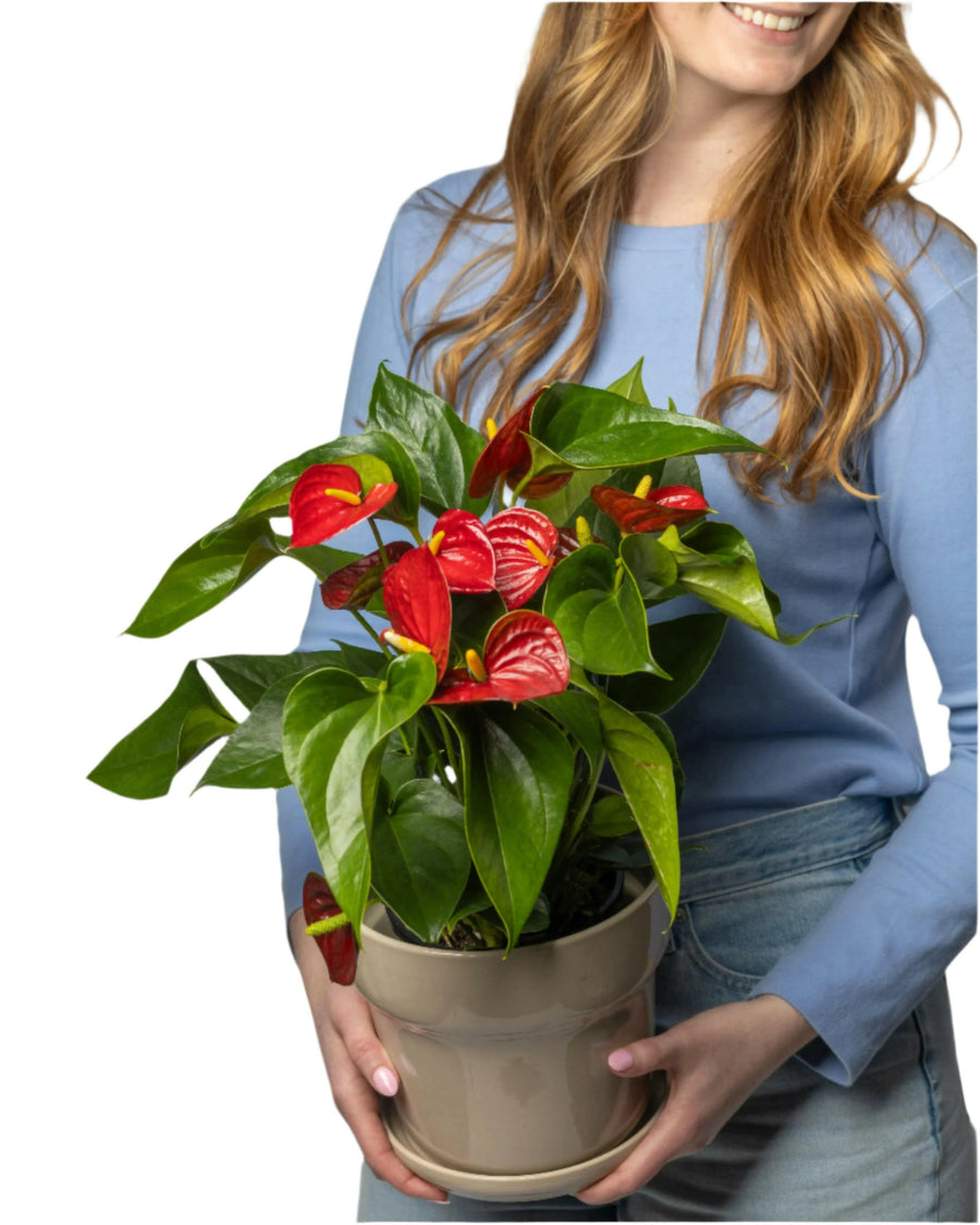 Flowering Red Anthurium 140mm