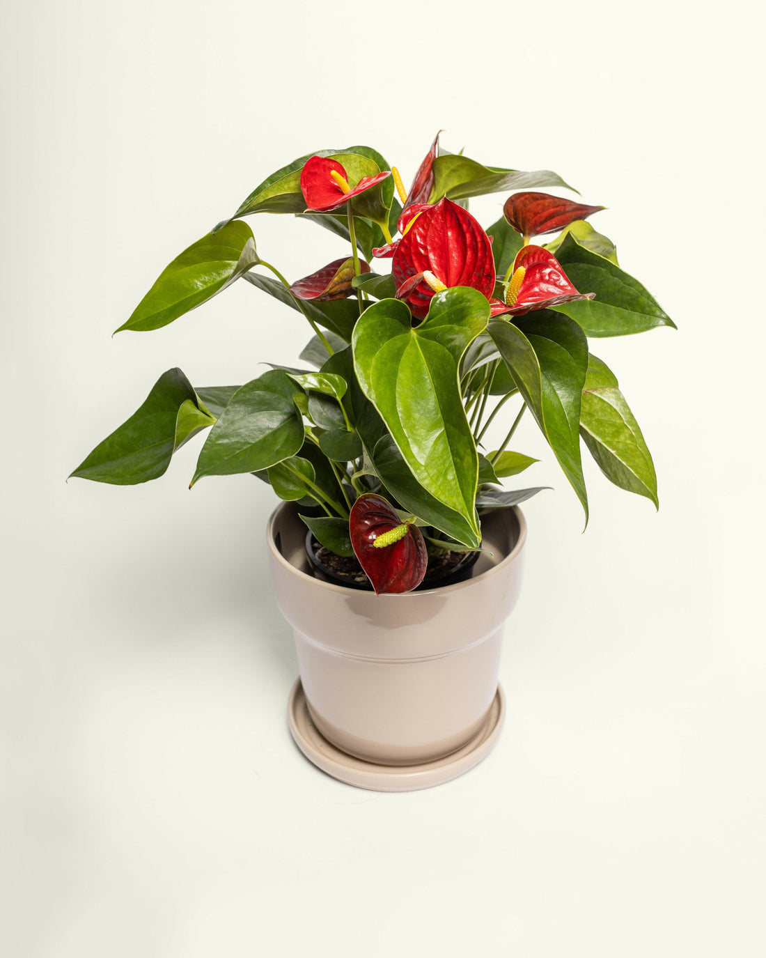 Flowering Red Anthurium 140mm