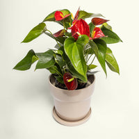 Flowering Red Anthurium 140mm