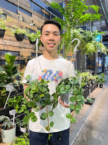 Pepperomia Hope 130mm
