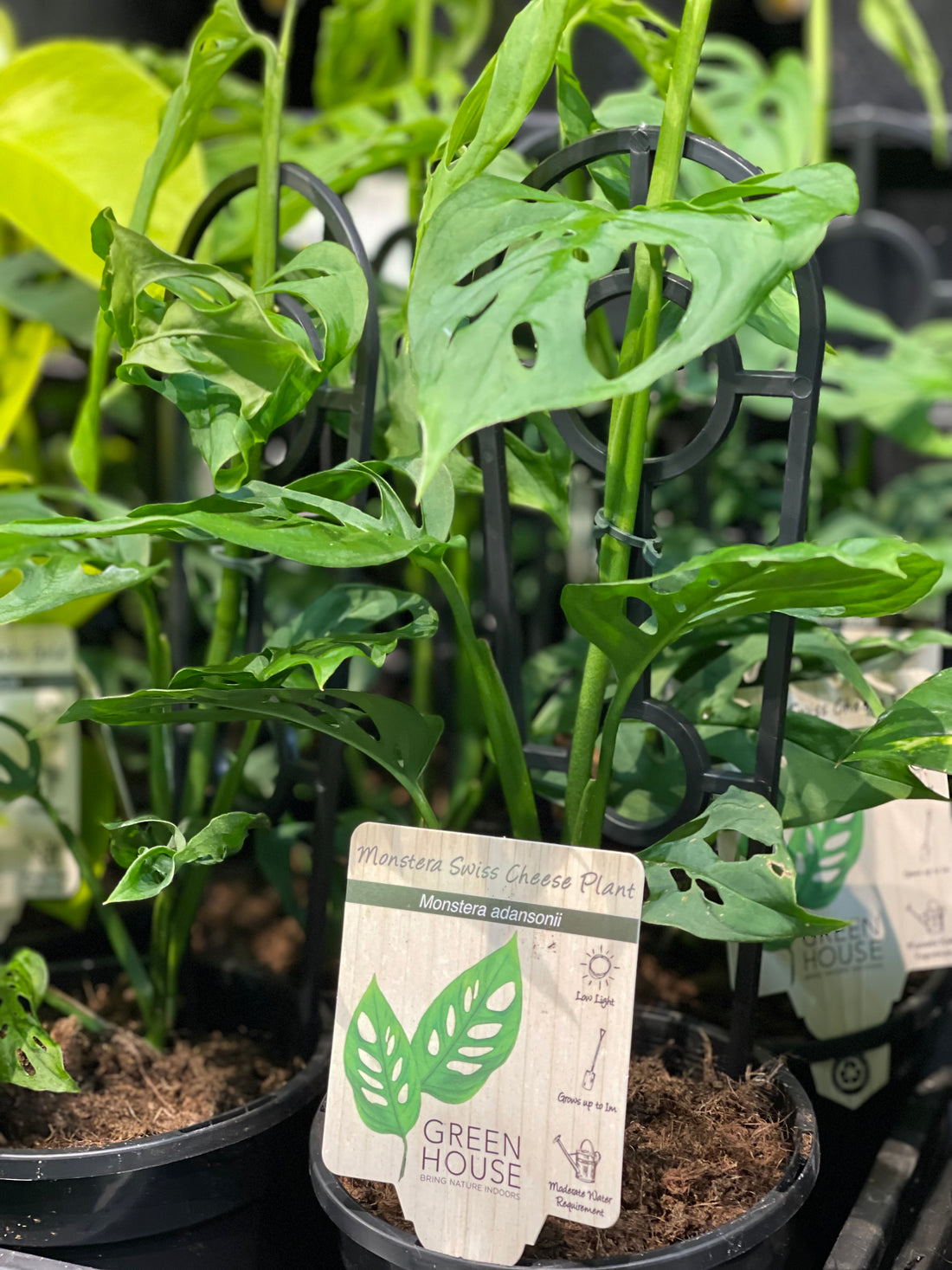 Monstera adansonii Swiss Cheese Plant - Greener Corner