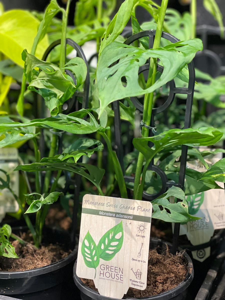Monstera adansonii Swiss Cheese Plant - Greener Corner