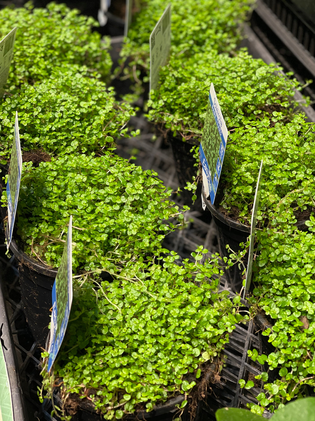 Soleirolia soleirolii Baby Tears - Greener Corner
