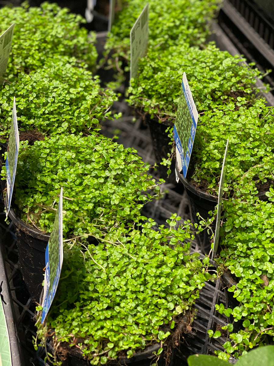 Soleirolia soleirolii Baby Tears - Greener Corner