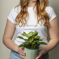 Philodendron Birkin.