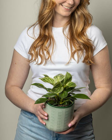 Philodendron Birkin