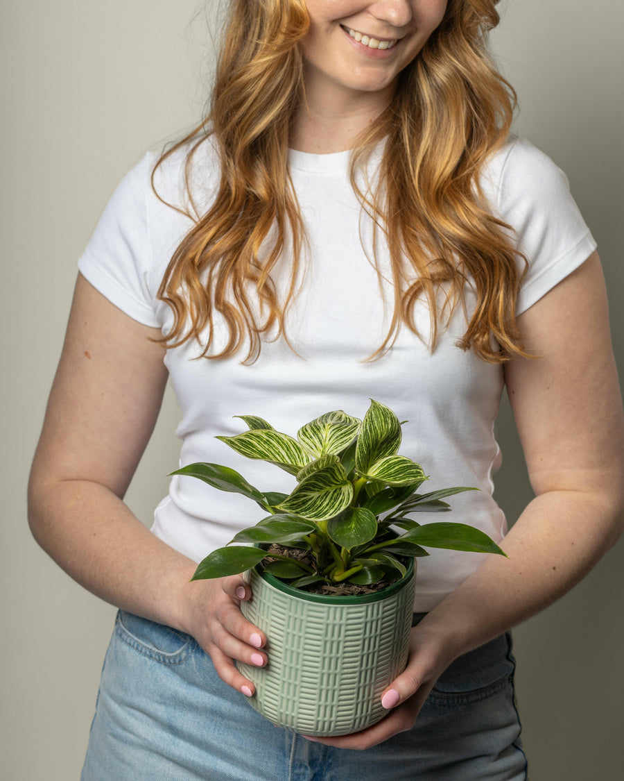 Philodendron Birkin.