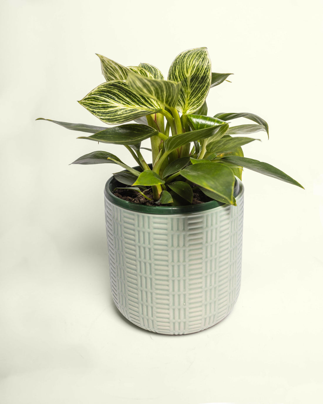 Philodendron Birkin.