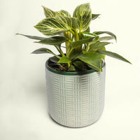 Philodendron Birkin.