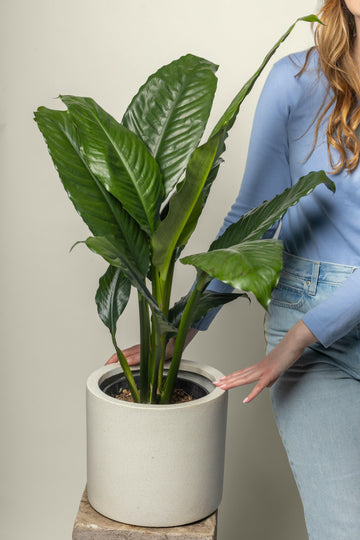 Blue Moon Peace Lily