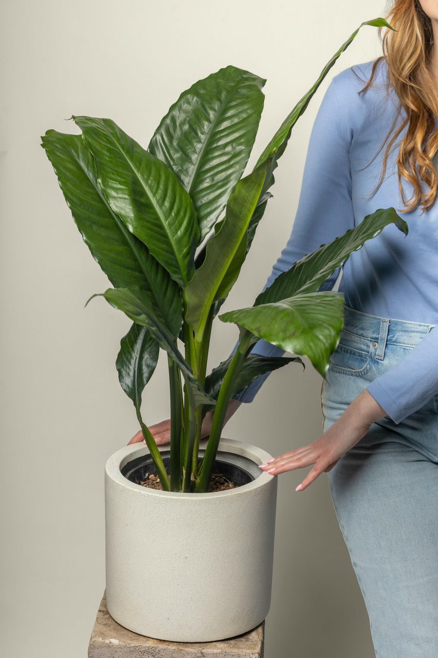 Blue Moon Peace Lily