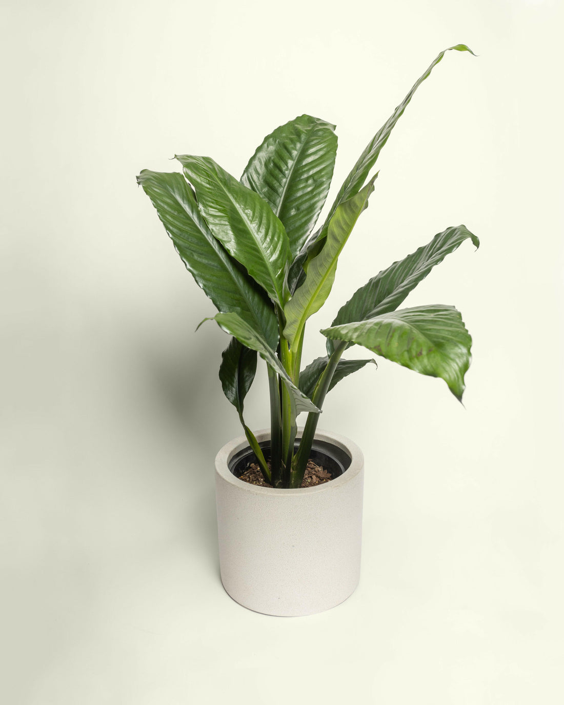 Blue Moon Peace Lily