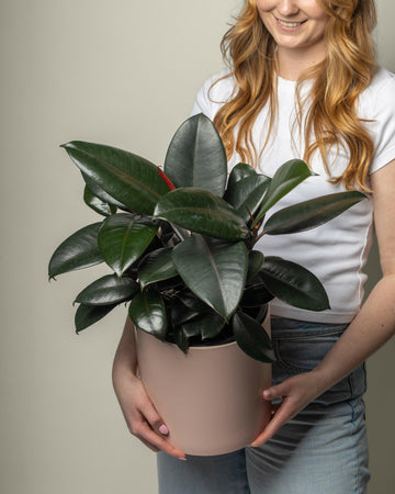 Burgundy Rubber Plant